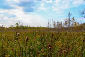 Three New Nature Reserves in the Sydenham section