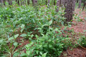 Invasive Species along the Niagara Escarpment