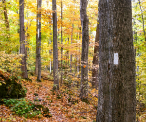 Hiking During Hunting Season